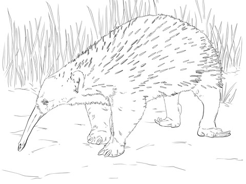 Western Long Beaked Echidna Coloring Page